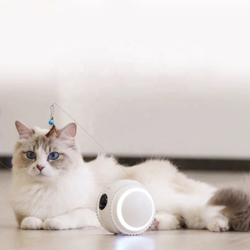 Pawvera™ Kitty Sense – Smart Cat Monitor