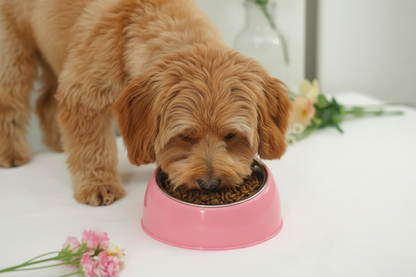 Pawvera Double Stainless Steel Pet Bowl For Dogs And Cats