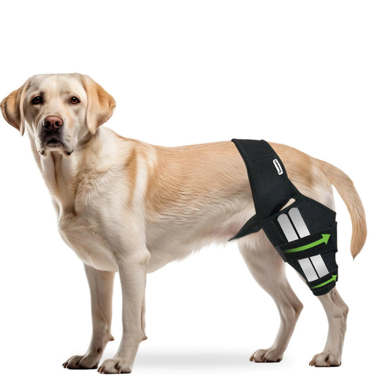 ALEF Dog ACL Knee Brace