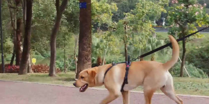 Harnais souple Pawvera™ – Sangle de poitrine pour chien